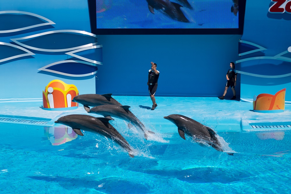 Alanya Dolphın Show Excursion Alanya