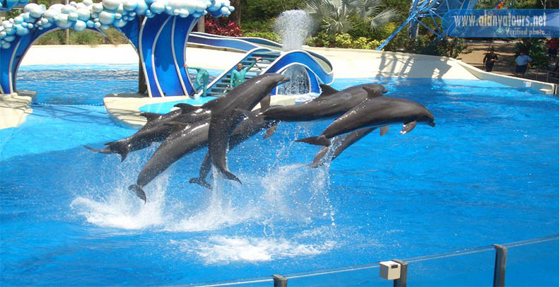 Alanya Dolphın Show Excursion Alanya