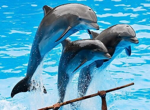 Alanya Dolphın Show Excursion Alanya