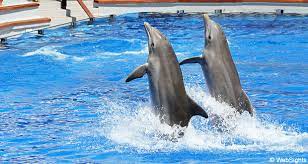 Alanya Dolphın Show Excursion Alanya