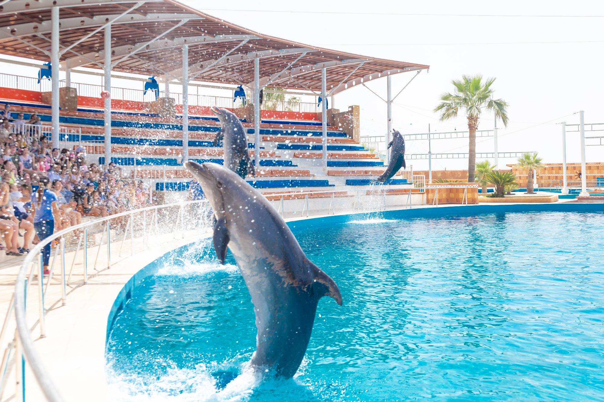 Swim With Dolphins Experience Best Things To Do Near Eftalia