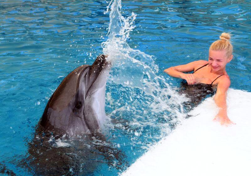 Swim With Dolphins Experience Best Things To Do Near Eftalia